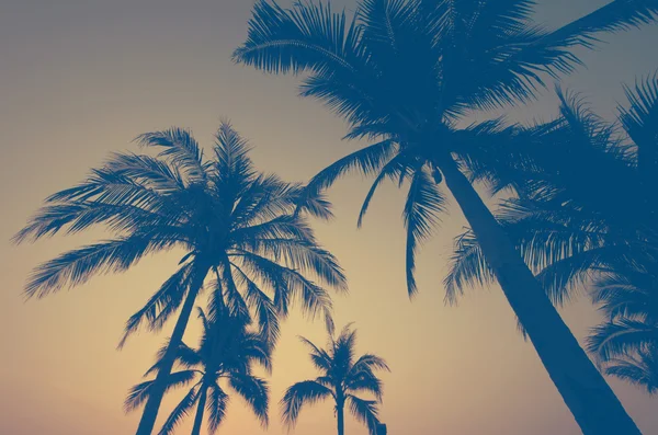 Palm trees vintage — Stock Photo, Image