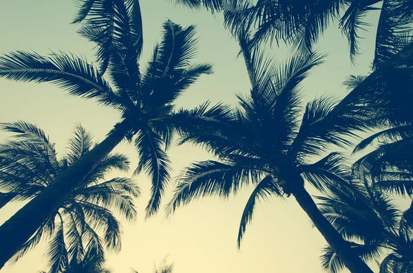 Palm bomen vintage — Stockfoto