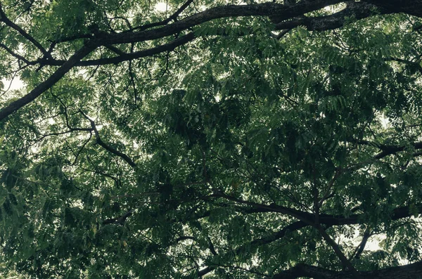 High Angle Shot Large Green Tree Background — Stockfoto