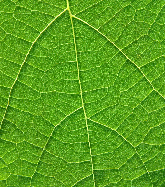 De structuur van het blad — Stockfoto