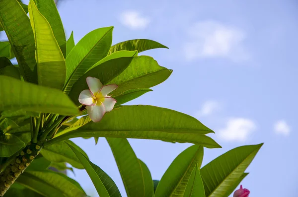 Exotic flower — Stock Photo, Image