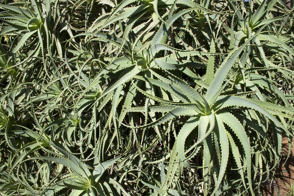 Aloe vera rostlina Stock Snímky