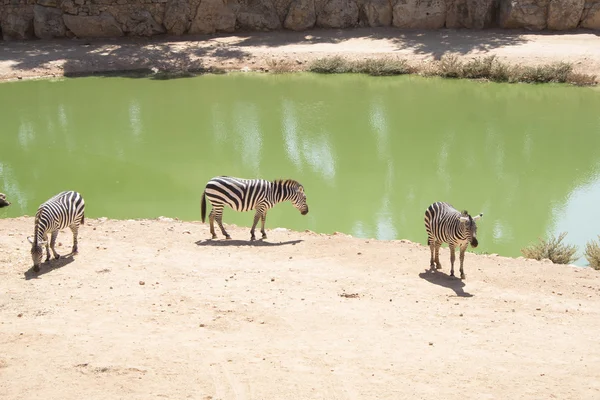 Zebras grazing in Lake — Stock Photo, Image
