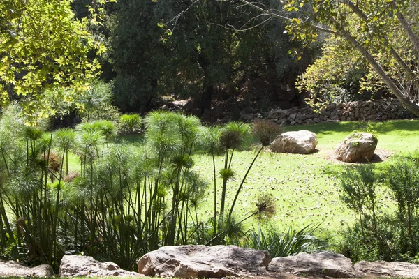 Grön äng i trädgård i jerusalem bibliska djurparken Stockbild