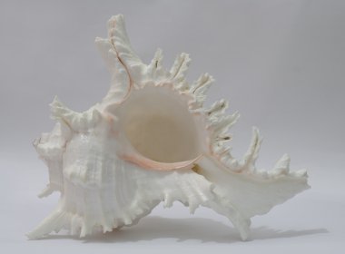 Seashell Labraunda'ya ramosus