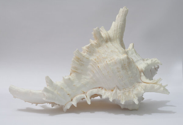 Seashell Murex Ramosus