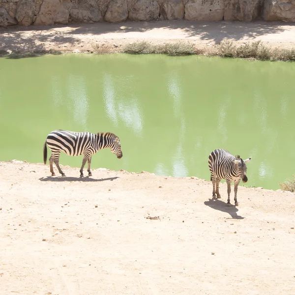 Zebras grazing in Lake — Stock Photo, Image