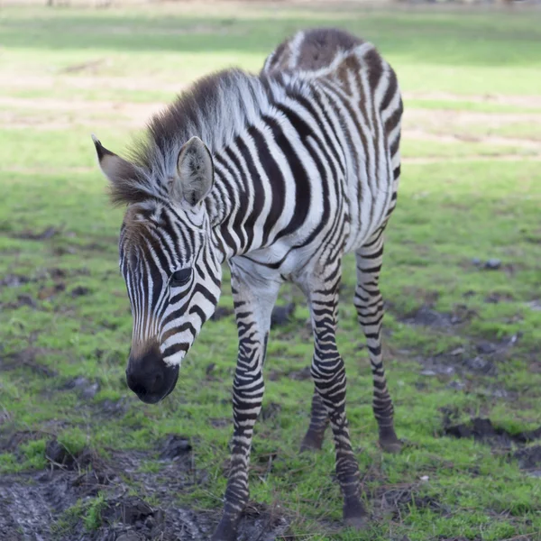 The plains zebra close up — Stock Photo, Image