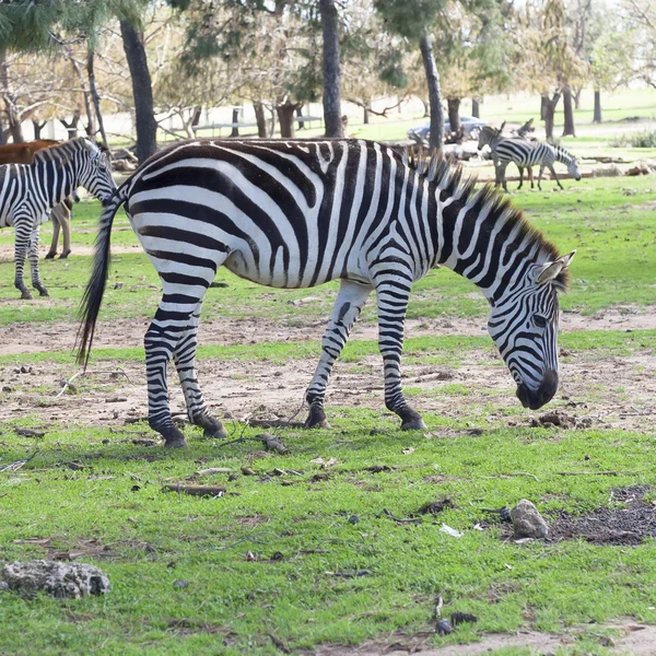 The plains zebra close up — Stock Photo, Image