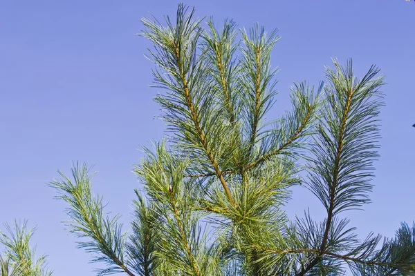 Pine branch — Stockfoto