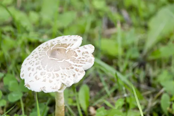 Fliegenpilz — Stockfoto