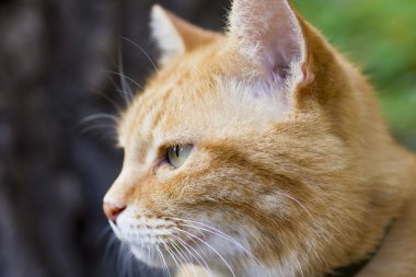 Kırmızı güzel kedi