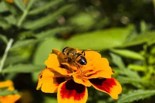 Flower fly — Stock Photo, Image