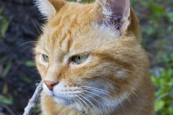 Red beautiful cat — Stock Photo, Image