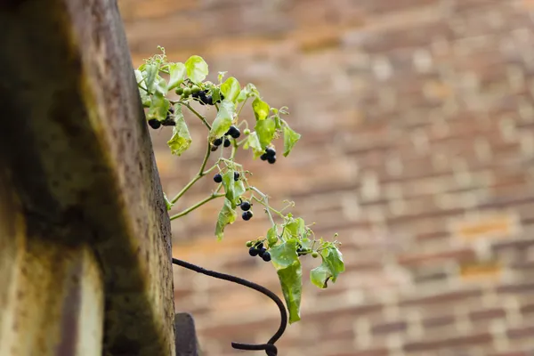 Fotos de Morella, Imágenes de Morella ⬇ Descargar | Depositphotos