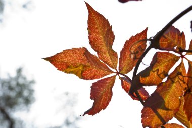 Sonbahar Yaprakları