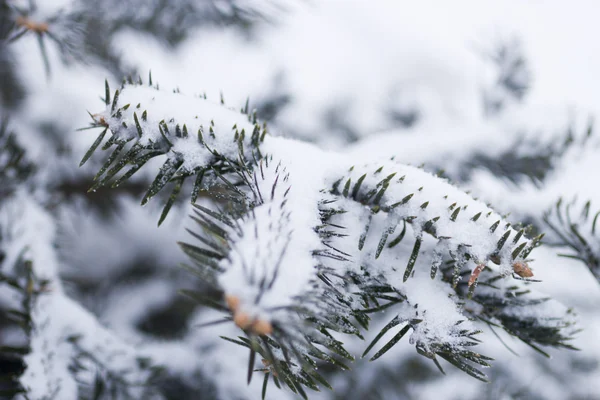 Árvore de abeto em neve — Fotografia de Stock