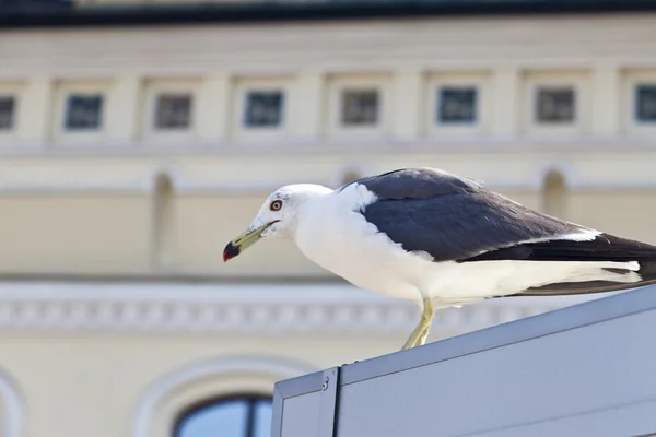 Gaviota blanca —  Fotos de Stock