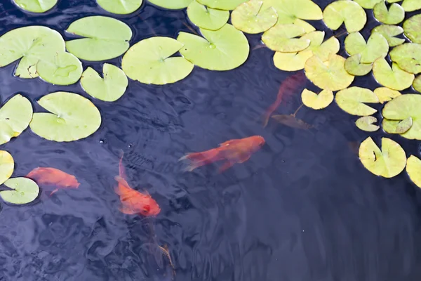 Peces en un estanque — Foto de Stock