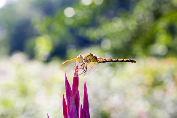 Dragonfly — Stock Photo, Image