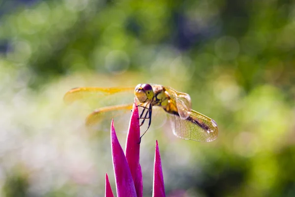 Dragonfly — Stock Photo, Image