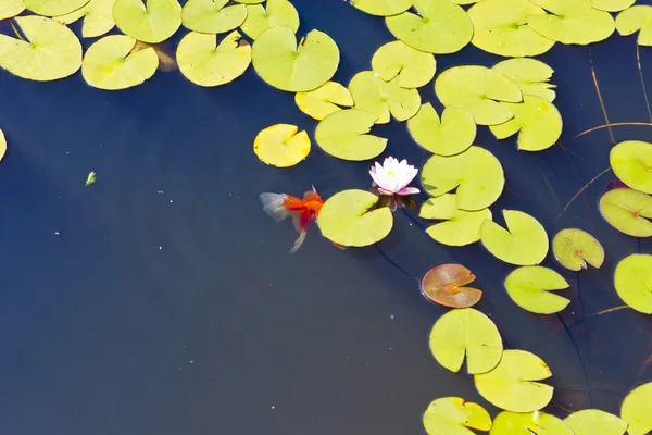연못에 있는 물고기 — 스톡 사진