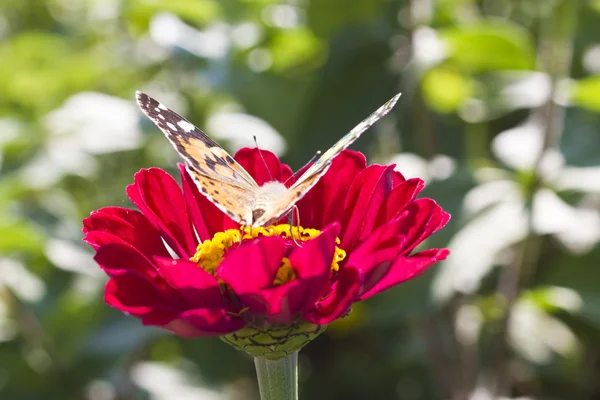 Fjäril på en blomma — Stockfoto