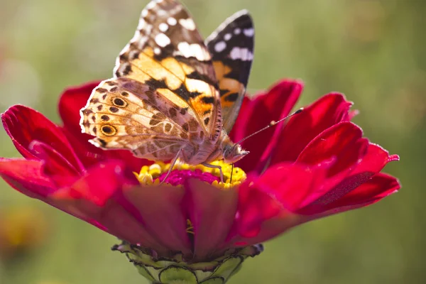 Fjäril på en blomma — Stockfoto