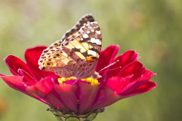 Fjäril på en blomma — Stockfoto