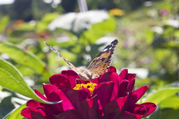 Fjäril på en blomma — Stockfoto