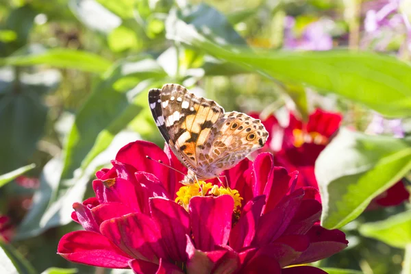 Fjäril på en blomma — Stockfoto