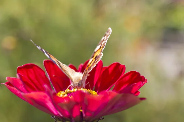 Fjäril på en blomma — Stockfoto