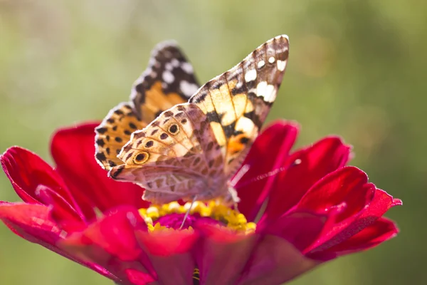 Fjäril på en blomma — Stockfoto