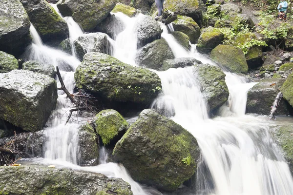 Caídas en el bosque — Foto de Stock