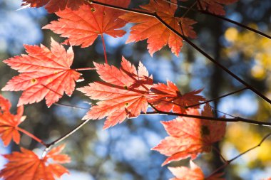 Sonbahar Yaprakları