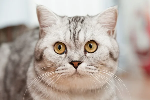 büyük Gri kedi