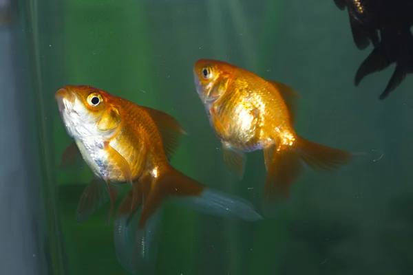 Poissons dans un aquarium — Photo