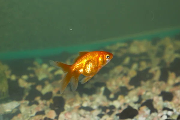 Poissons dans un aquarium — Photo