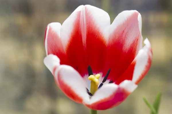 Tulipani rossi — Foto Stock