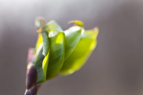 Primeiras folhas verdes — Fotografia de Stock