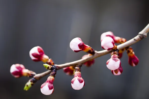 Blommande cherry — Stockfoto