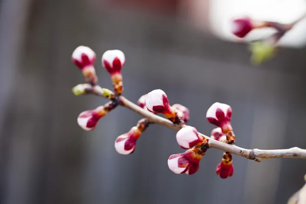 Blossoming cherry — Stok fotoğraf