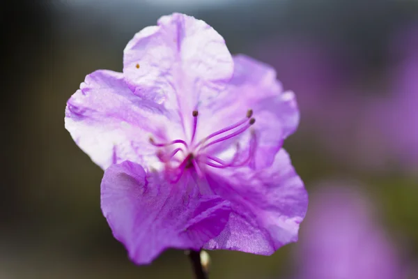 Blühender Rhododendron — Stockfoto