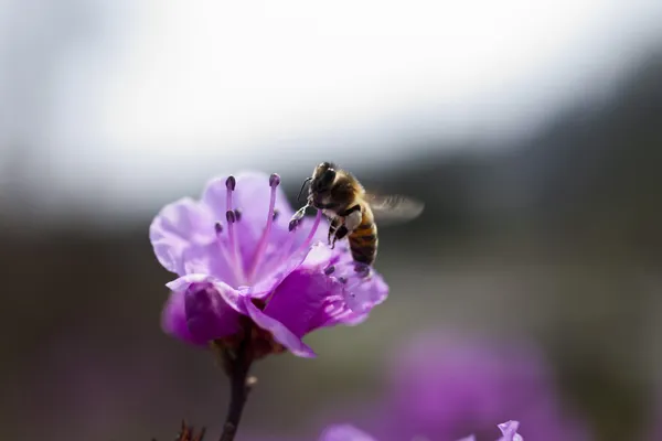 Bee on a flower — Stock Photo, Image