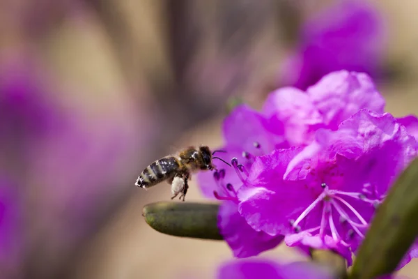 Abeille sur une fleur — Photo