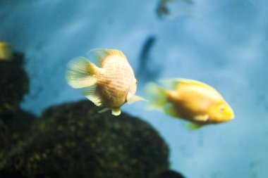 Akvaryumdaki balıklar