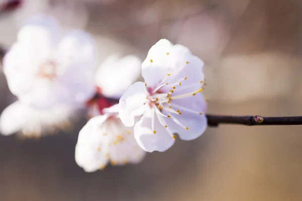 Blossoming cherry — Stok fotoğraf
