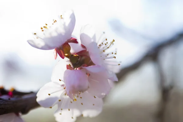 Blommande cherry — Stockfoto