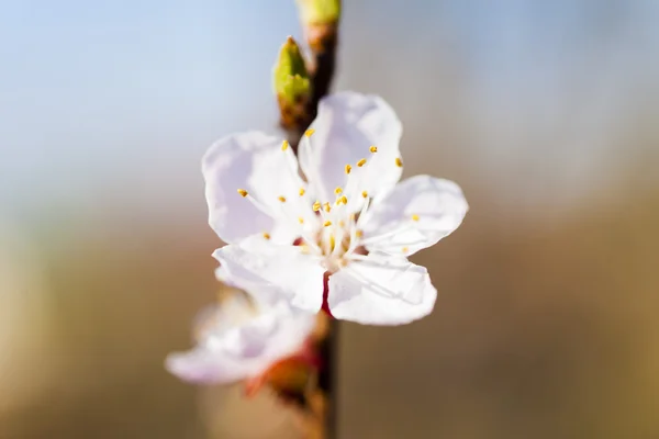 Квітучих вишневих — стокове фото