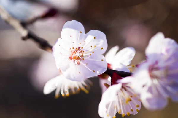 Blommande cherry — Stockfoto